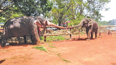 හීලෑ අලි ඇතුන් රෝහල හා අභි­ජ­නන මධ්‍ය­ස්ථා­නය 