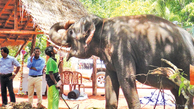 මහියංගණයේදී වෙඩි වැදී තුවාල ලබා සුව වූ සීතා ඇතින්න හබරණ ප්රදේශයේ මෙම රෝහලට ගෙන්වා තිබුණු අතර ඇයගෙන් හීලෑ අලි පැටවුන් බෝ කිරීමට
අභිජනනය කිරීමේ මංගල කටයුත්ත